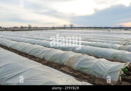 Tunnel rows of a potato plantation covered with a plastic film membrane. Protecting from frost and wind. Create a greenhouse effect. Climate control. Stock Photo