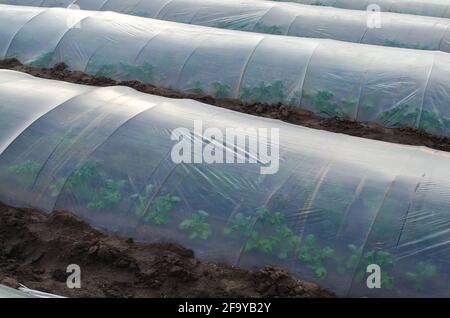 Potato bushes on a farm plantation hidden under an agricultural plastic film tunnel rows. Growing food, protecting plants from frost and wind. Create Stock Photo