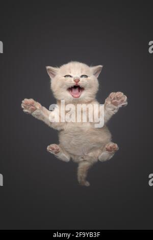 underview of cream colored british shorthair kitten resting on invisible glass pane meowing on gray background with copy space Stock Photo