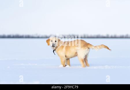 Calm dog standing in deep snow Stock Photo