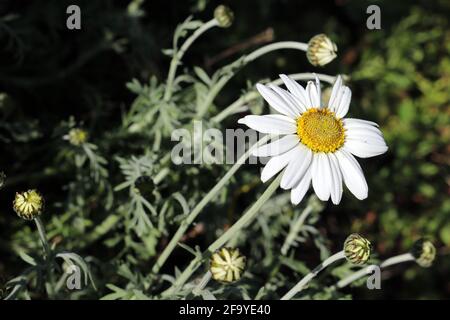Leucanthemum × superbum, or Shasta daisy Stock Photo