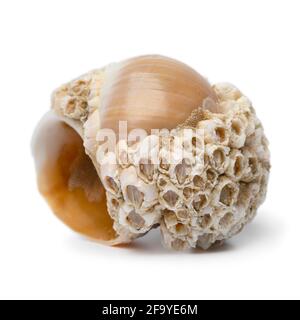 Single empty large necklace shell with a large number of acorn barnacles close up isolated on white background Stock Photo