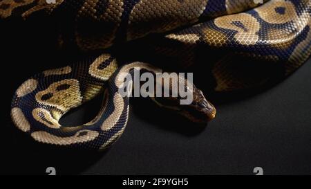 Footage of royal python in black background Stock Photo