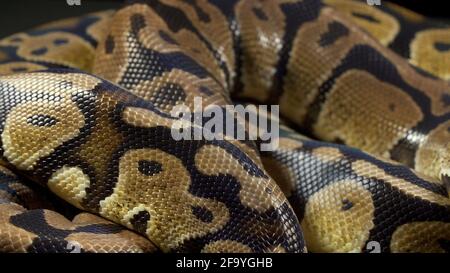 Photo of royal python on black background Stock Photo