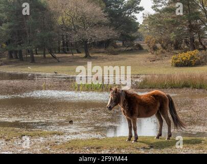 New Forest pony at Hatchet Pond Stock Photo