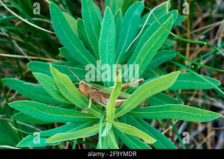 Lesser marsh grasshopper resting on a meadow plant at dusk. Camouflaged in the grass. Genus species Chorthippus albomarginatus. Stock Photo