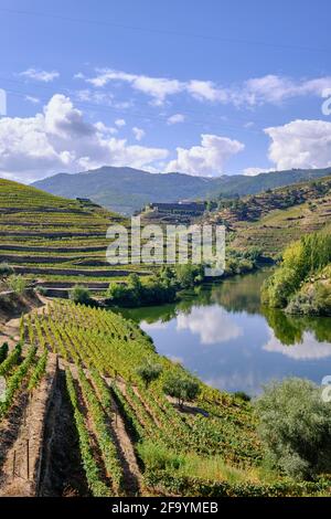 River Tedo, a tributary of the Douro river, and Quinta do Tedo with the terraced vineyards. Alto Douro, A UNESCO World Heritage Site. Portugal Stock Photo