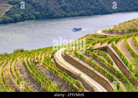 A Douro river tour ship passing along the terraced vineyards of Chanceleiros, Pinhao. A UNESCO World Heritage Site, Portugal Stock Photo