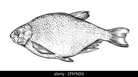 Fish sketch. Hand drawn bream in engraving style. Vector illustration Stock Vector
