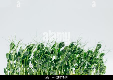 Microgreens sprouts isolated on white background. Vegan micro sunflower greens shoots, microgreens closeup, Growing sprouted sunflower seeds,  minimal Stock Photo