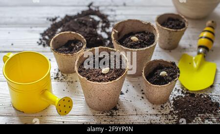 planted seeds at home. Seeds of courgette or pumpkin in open palm. Earth day concept. nurturing baby plant. protect nature. Peat pots for planting, Stock Photo