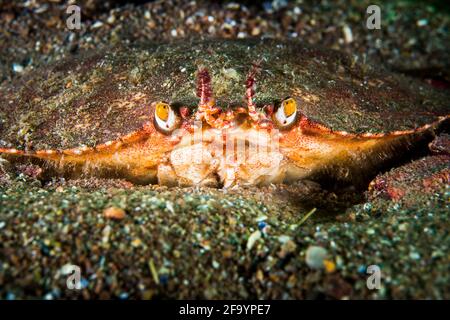 Atlantic rock crab underwater in the St. Lawrence River Stock Photo