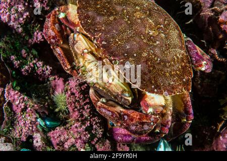 Male and female Atlantic rock crab mating underwater in the St. Lawrence River Stock Photo