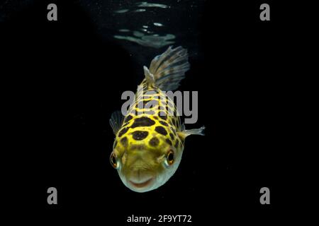 Spotted green pufferfish, tetraodon or Dichotomyctere nigroviridis on black background Stock Photo