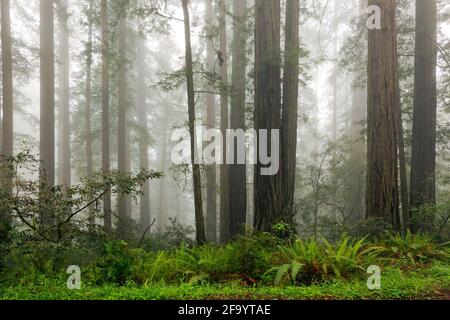 CA03679-00...CALIFORNIA - Fog in the redwood forest at Lady Bird Johnson Grove in Redwoods National Park. Stock Photo