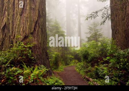 CA03690-00...CALIFORNIA - Trail through the redwood trees on a fog covered Lady Bird Johnson Grove in Redwoods National and State Parks. Stock Photo