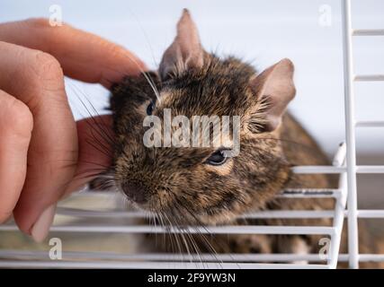 Hand palming little domestic squirrel degu Stock Photo