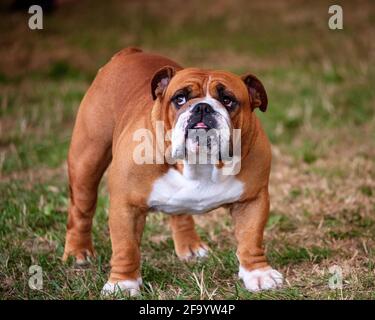 english bulldog standing in the grass Stock Photo - Alamy