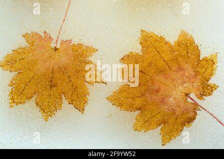 WA19502-00....WASHINGTON - Maples leaf in ice . Stock Photo