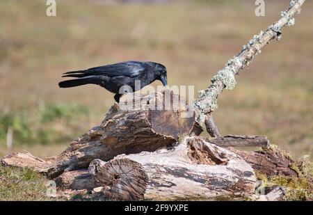 Carrion crow (Corvus corone) foraging in rotting log pile Stock Photo