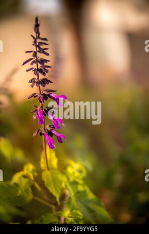 A bouquet of tulips, Easter bunnies and eggs with a golden pattern on the table.  Stock Photo