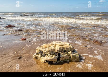 Winkles or common periwinkles, Littorina littorea, clinging to a chalk rock on the beach at Hunstanton, Norfolk. Stock Photo