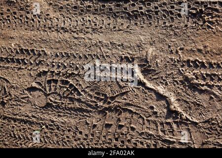 UK, England, London, Southall, Bicycle and foot tracks in wet mud on towing path of the Grand Union Canal Stock Photo