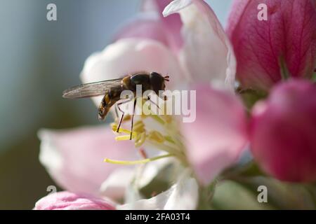 Hoverfly feeding on the nectar of apple blossom in springtime UK Stock Photo