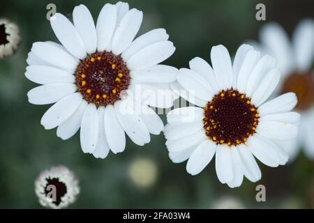 Rhodanthemum 'casablanca' in flower spring UK Stock Photo