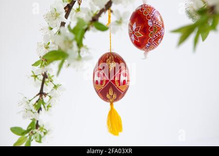 Easter eggs from Ukraine and the Czech Republic painted red or dyed with wax resist, hanging on branches of plum blossom against a white background. A Stock Photo