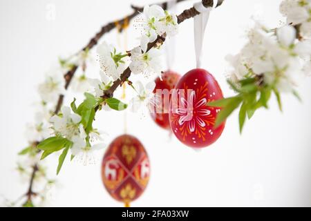 Easter eggs from Ukraine and the Czech Republic painted red or dyed with wax resist, hanging on branches of plum blossom against a white background. A Stock Photo