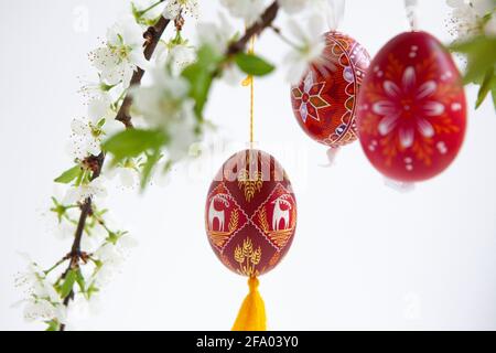 Easter eggs from Ukraine and the Czech Republic painted red or dyed with wax resist, hanging on branches of plum blossom against a white background. A Stock Photo