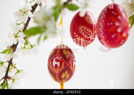 Easter eggs from Ukraine and the Czech Republic painted red or dyed with wax resist, hanging on branches of plum blossom against a white background. A Stock Photo