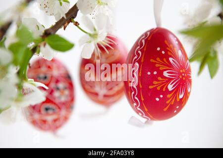 Easter eggs from the Czech Republic, painted red or dyed with wax resist, hanging on branches of plum blossom against a white background. Anna Watson/ Stock Photo