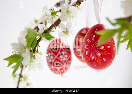 Easter eggs from the Czech Republic, painted red or dyed with wax resist, hanging on branches of plum blossom against a white background. Anna Watson/ Stock Photo