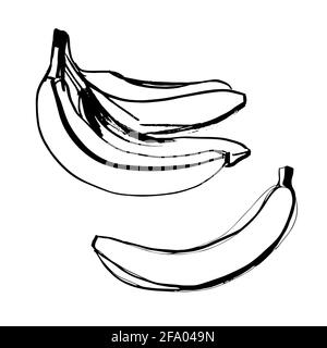 Banana fruit illustration in line art black color isolated on white background Stock Vector