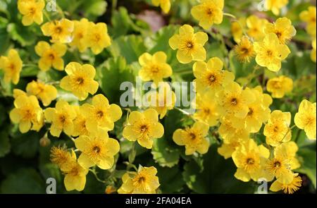 Yellow Waldsteinia ternata flowers in springtime.  Barren strawberry Stock Photo