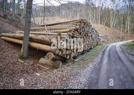 Woodpile of freshly harvested pine logs on a forest road under sunny skies. Stock Photo