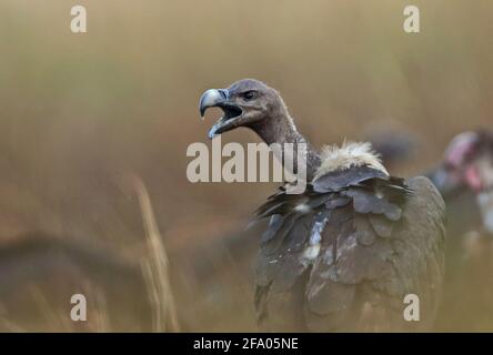 White-rumped Vulture (Gyps bengalensis) adult with bill open  Veal Krous 'vulture restraunt', Cambodia            January Stock Photo