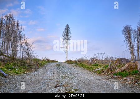 our forest is dying, catastrophic forest dying in Germany. Near Bad Iburg, Germany. Stock Photo