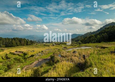 Landscape photograph of rice fields and terraced rice paddies among green tropical forest in the Tana Toraja region, near Rantepao, on the island of S Stock Photo