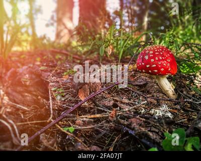 Small fly agaric in the forest in hot summer Stock Photo