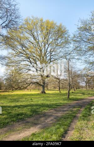 Freestanding large old oak tree with a few first leaves in the spring time in the middle of an green meadow with a path in the corner of the picture i