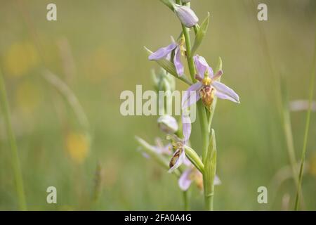 Wasp orchid (Ophrys apifera var trollii). Dorset, UK. Stock Photo