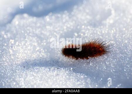 Ruby tiger caterpillar Stock Photo