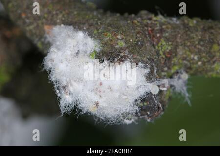 Colony of Woolly apple aphids or American blight (Eriosoma lanigerum). It is important pest of apple trees. Stock Photo