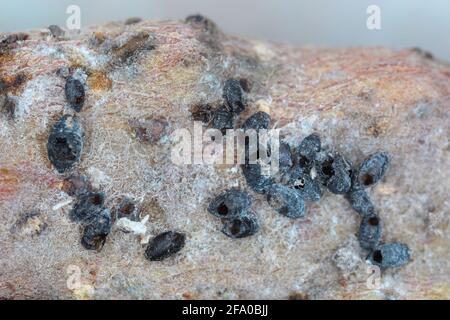 Colony of Woolly apple aphids or American blight (Eriosoma lanigerum) killed by a parasitoid wasp Aphelinus mali. It is a greenfly, aphid Stock Photo