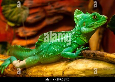 Chameleon disguises itself among the leaves of trees in the rainforest. Green chameleon merges with the environment Stock Photo