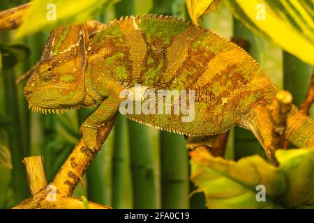 Chameleon close-up disguises itself among the leaves of trees in the rainforest. Green chameleon merges with the environment Stock Photo
