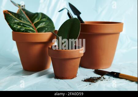 A small gardening shovel with scattered soil lying on a transparent protective film next to clay pots of different size with potted plants on a blue b Stock Photo